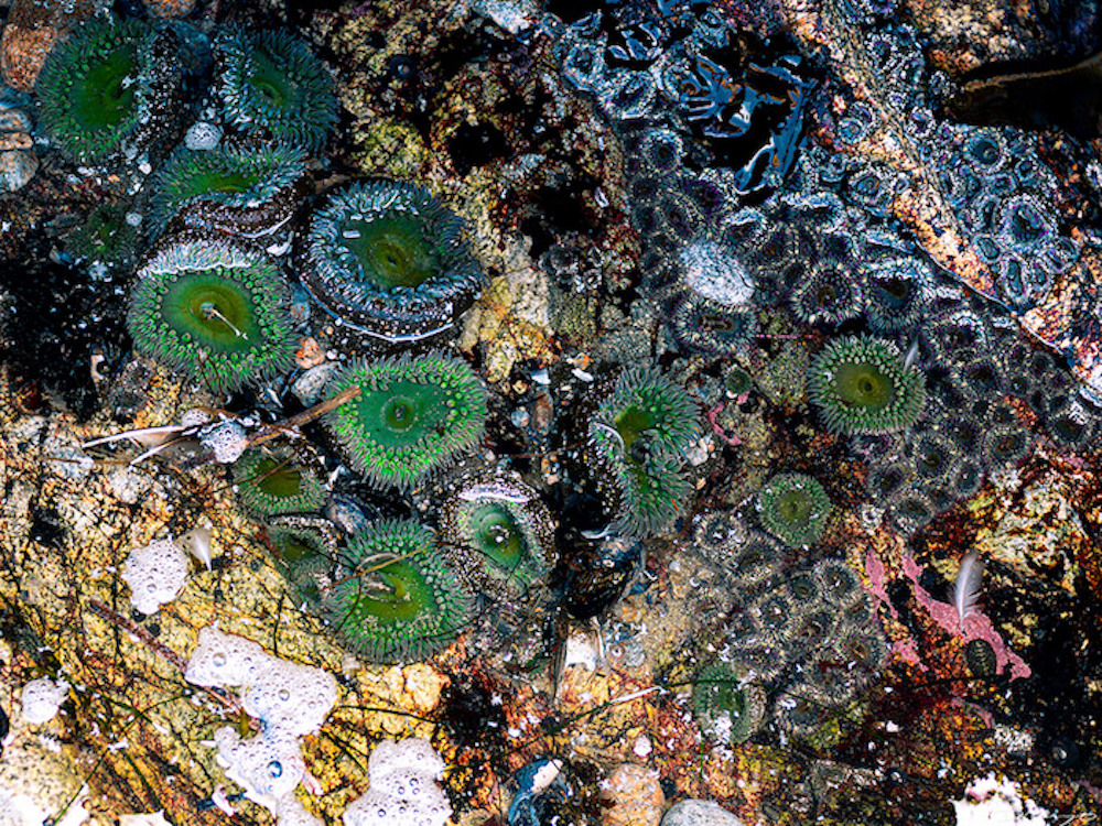 Giant Green Anemones (Anthopleura xanthogrammica) in Point Reyes, CA, at the South end of Mcclure's Beach.